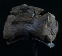 Diplodocus Caudal Vertebra With Stand #10265-8